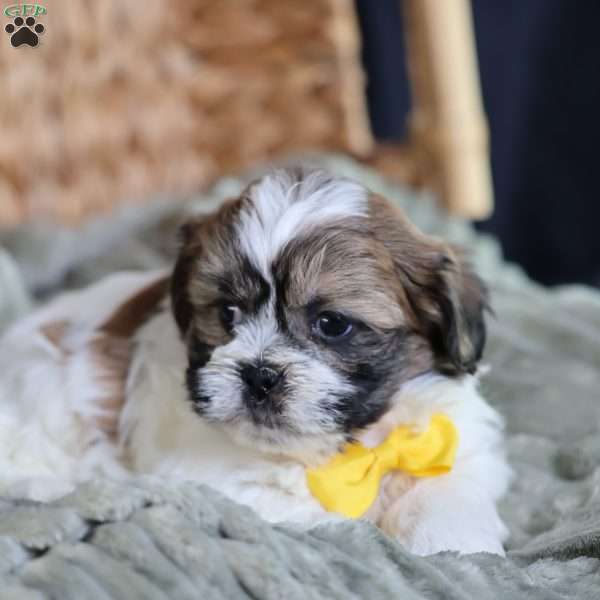 Irene, Teddy Bear Puppy